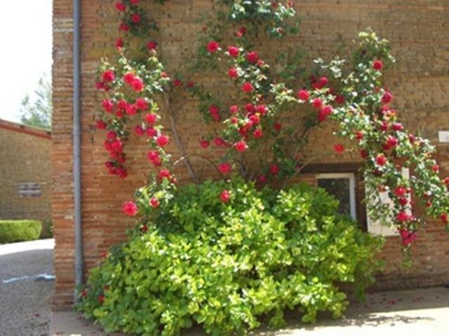 Le Platane Bed & Breakfast Lafrancaise Bagian luar foto