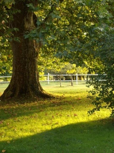 Le Platane Bed & Breakfast Lafrancaise Bagian luar foto